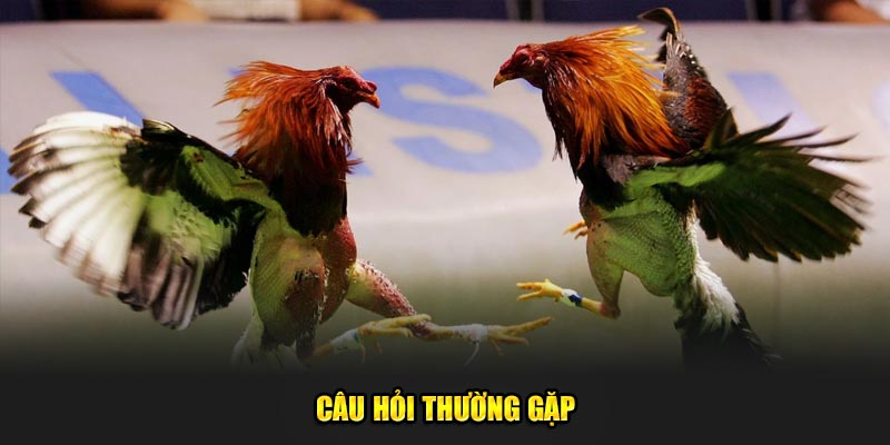 Cau-hoi-thuong-gap