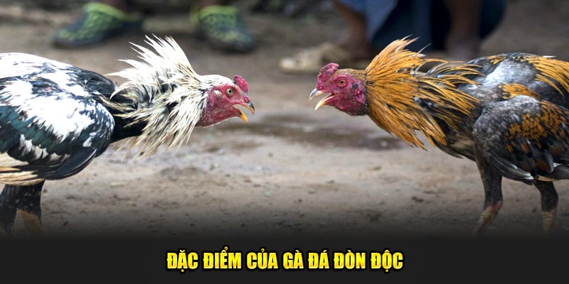 Dac-Diem-Cua-Ga-Da-Don-Doc