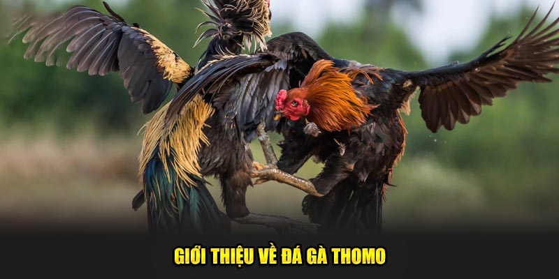 Gioi-thieu-ve-da-ga-Thomo