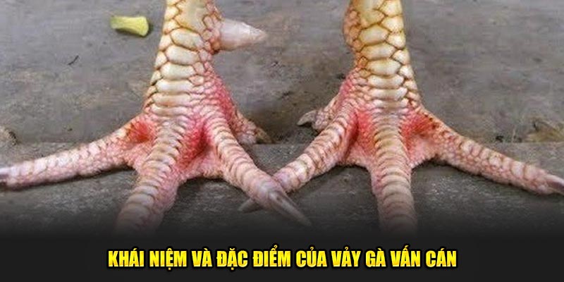 Khai-niem-va-dac-diem-cua-vay-ga-van-can