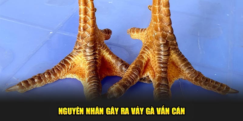 Nguyen-nhan-gay-ra-vay-ga-van-can