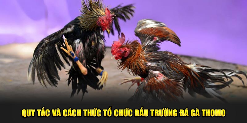 Quy-tac-va-cach-thuc-to-chuc-dau-truong-da-ga-Thomo