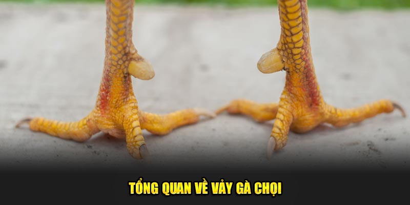 Tong-quan-ve-vay-ga-choi