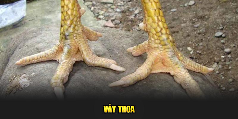 Vay-thoa